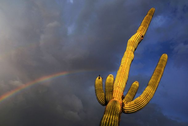 saguaro cactus rainbow